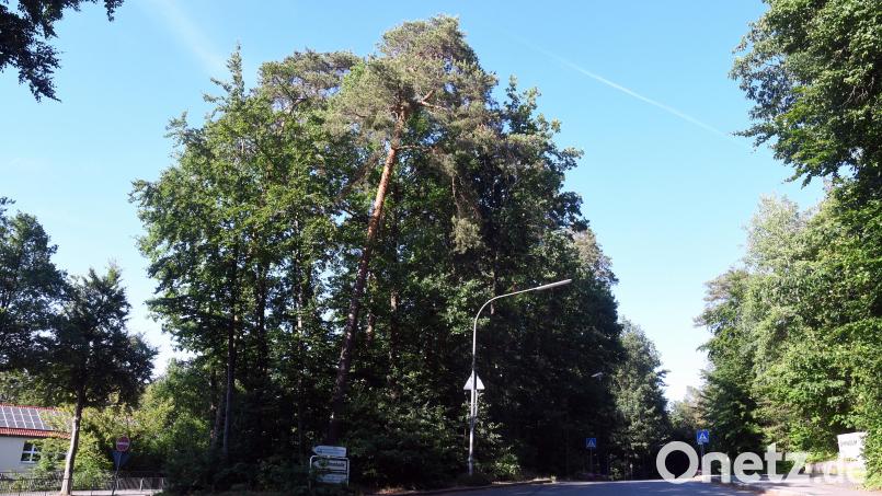 Bevor der Wind die Nadelbäume am Buswendehammer beim Gymnasium umknickt, werden sie in der kalten Jahreszeit gefällt. Die Laubgehölze dürfen stehenbleiben. Bild: Gabi Schönberger