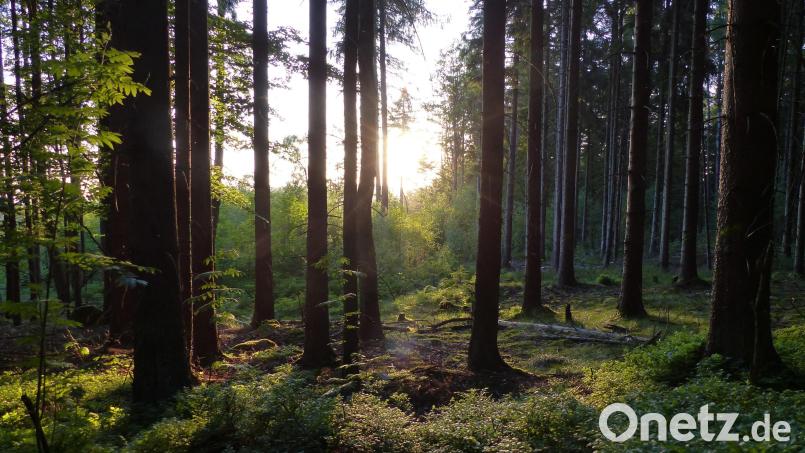 In Bayerns Wäldern kommt es auf die passende Mischung an. Symbolbild: Thomas Schaller