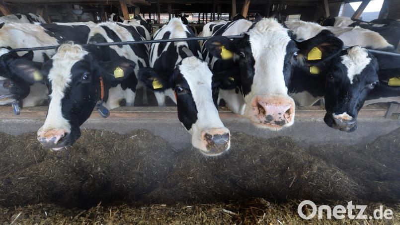 Wegen zwei Verstößen gegen das Tierschutzgesetz musste sich ein Landwirt vor dem Amtsgericht verantworten. Er soll zwei verletzte Milchkühe nicht angemessen versorgt haben. Symbolbild: Carmen Jaspersen/dpa