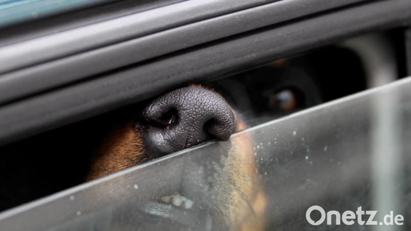 Ein bei großer Hitze im Auto zurückgelassener Hund konnte dank Polizei noch rechtzeitig aus seiner Situation befreit werden. Symbolbild: Stephan Jansen/dpa