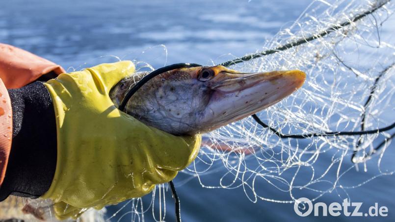 Der Biss eines Hechts kann für Menschen schwerwiegende Folgen haben. Symbolbild: Urs Flueeler