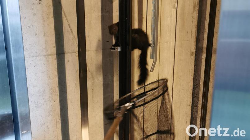 Ein Marder im Aufzugsschacht eines Gebäudes in Augsburg. Gleich drei der Tiere musste die Feuerwehr am Montag mit Keschern in dem Aufzugsschacht fangen, nachdem diese den Aufzug lahmgelegt hatten. Bild: Friedhelm Bechtel/dpa