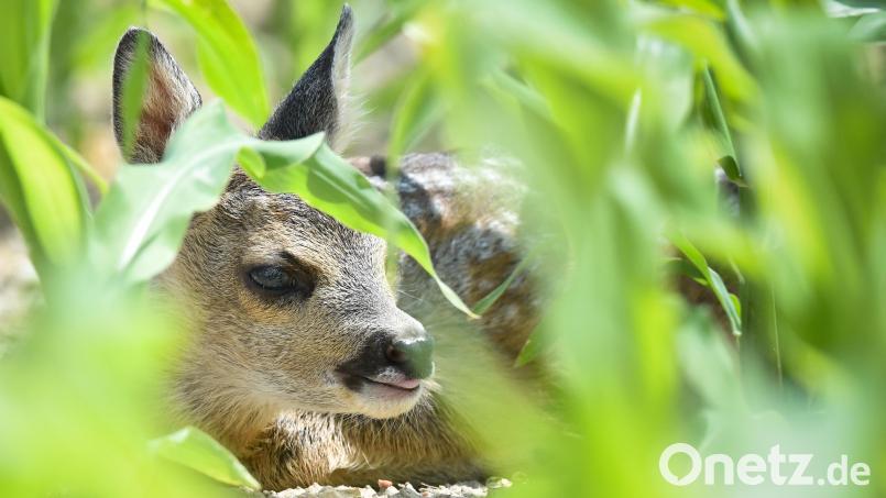 Ein Bauer aus der Oberpfalz hat beim Mähen ein Rehkitz schwer verletzt. Symbolbild: Patrick Pleul/dpa-Zentralbild/dpa