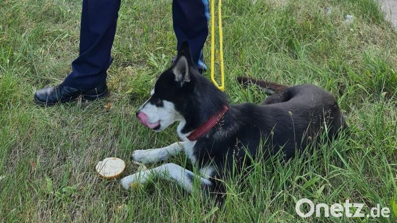 Ein Polizist hält einen Hund an der Leine, den die Beamten mit einem Wurstbrot an einer Kreuzung der Bundesstraße eingefangen haben. Bild: -/Polizeipräsidium Mittelfranken/dpa/Bildarchiv
