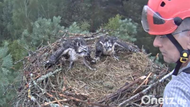 Über einen Livestream kann die Adlerfamilie am Rußweiher beobachtet werden. Am Freitag wurden die Kleinen von Adlerexperten Daniel Schmidt Rothmund beringt. Screenshot: Stadt Eschenbach/Horst-Livestream