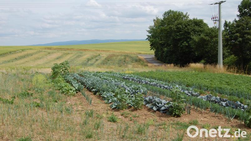 Momentan wird hier noch Gemüse und Getreide angebaut, aber bereits ab August beginnen die Erschließungsarbeiten für das Baugebiet &quot;Queräcker&quot; im Haberland. Bild: sm