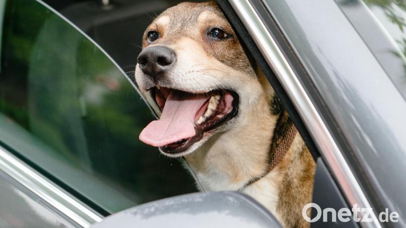 Einen Hund, der bei knapp 30 Grad in einem Auto zurückgelassen worden ist, hat eine Frau in Schwandorf aus dem Wagen geholt. Symbolbild: Markus Scholz/dpa