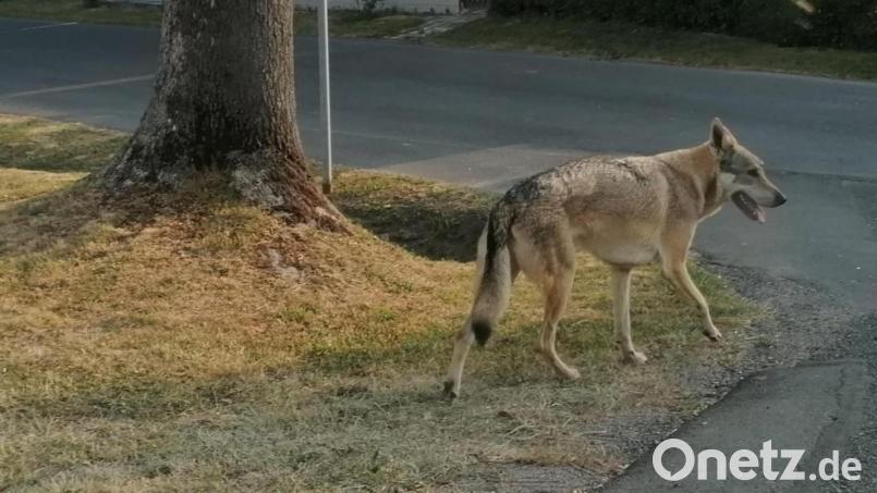 Ein wolfsähnlicher Vierbeiner verunsicherte in und um Münchenreuth die Bewohner. Viele hatten Angst, dass es sich dabei um einen Wolf handeln könnte. Seit einer Woche ist das tier spurlos verschwunden. Bild: Sandra Wifling