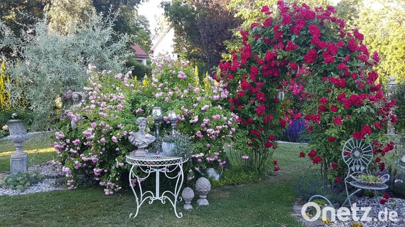 Der dicht umwucherte Rosenbogen im Romantik-Garten von Gerlinde Hecht zieht regelmäßig bewundernde Blicke auf sich. Bild: Gerlinde Hecht