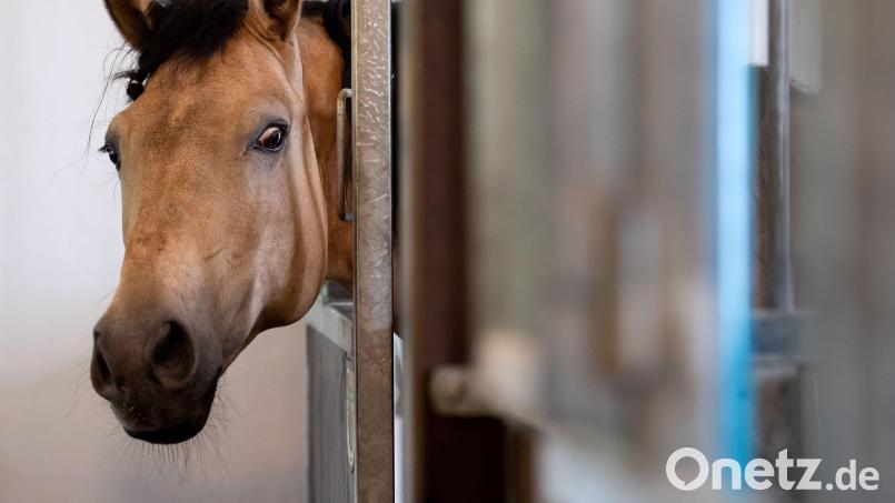 In Unterfranken bekam ein Pferd einen ungewollten Haarschnitt. Symbolbild: Sven Hoppe