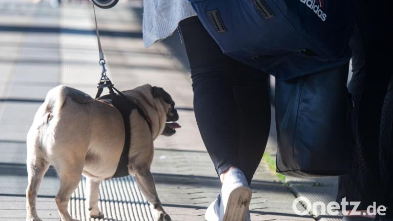 Wer den Hund mit auf Reisen nimmt, sollte einiges beachten. Bild: Stefan Sauer/dpa
