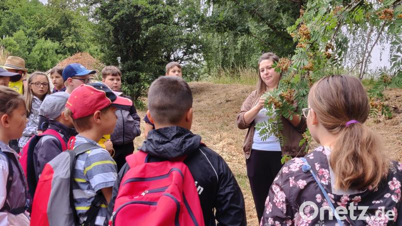 „Sind Vogelbeeren giftig?“, fragte Kräuterführerin Cornelia Müller die Schülerinnen und Schüler der Grundschule Kulmain bei der Kräuterwanderung. Bild: jzk