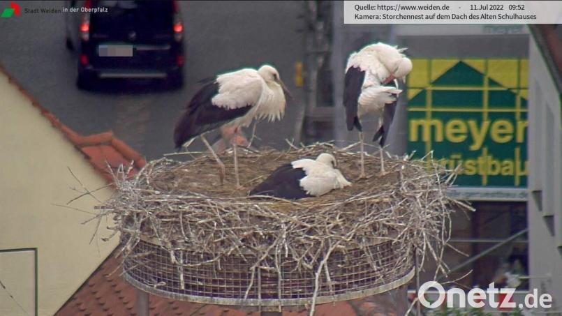 Drei von vier Jungstörchen haben im Horst auf dem Alten Schulhaus in Weiden in diesem Jahr überlebt. Am Wochenende verließen sie zum ersten Mal das Nest. Screenshot: Webcam Stadt Weiden