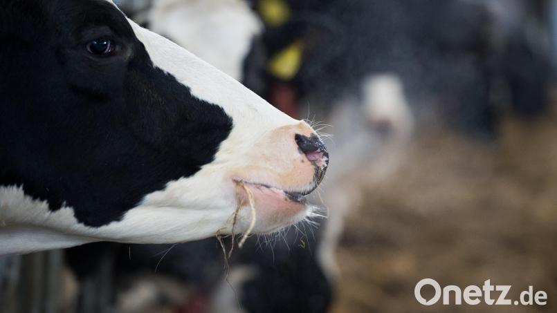 Umbauten im Stall, Vorlage eines Finanzierungsplans für größere Umbauten, Reduktion des Milchviehbestands: Ein Landwirt hatte eine ganze Reihe Auflagen zu erfüllen, um das Tierwohl auf seinem Hof zu gewährleisten. Bild: Rainer Jensen / dpa