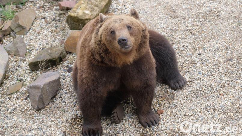 Ein Bär ist in der Region Kufstein untwegs. Symbolbild: Sebastian Willnow/dpa/Illustration