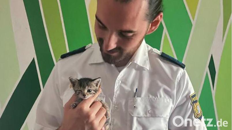 Ein junges Katzenbaby ist in Mittelfranken aus einem Auto gerettet worden Bild: Polizei/Polizeipräsidium Mittelfranken/dpa