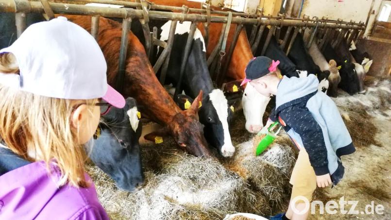 Viel Spaß hatten die Kinder beim Füttern der Tiere. Bild: njn
