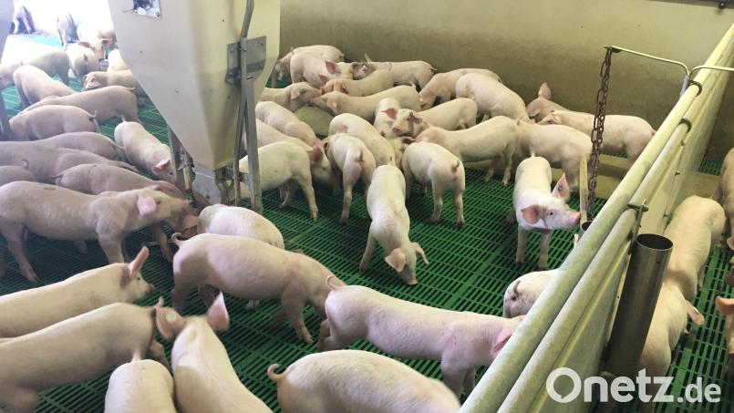 Diese Ferkel auf dem Schanderlhof ahnen nicht, dass sie nicht sonderlich gefragt sind. Die Krise der Landwirtschaft durch steigende Futtermittel-, Dünger- und Energiepreise trifft Schweinehalter besonders hart, unter anderem auch weil der Appetit auf Schweinefleisch nachlässt. Bild: ihl
