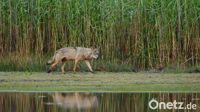 Ein Wolf geht an einem Teichufer entlang. Bild: Torsten Beuster/-/dpa/Symbolbild