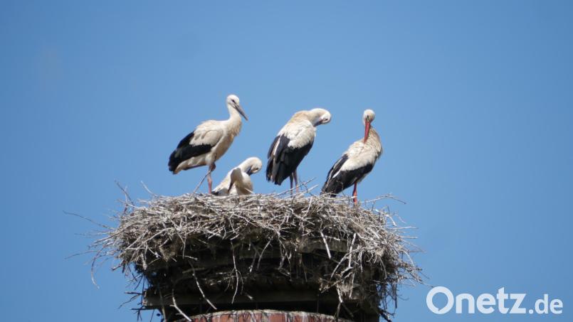 Im Horst der Mehlmeiseler Störche wird&#039;s eng. Bild: gis