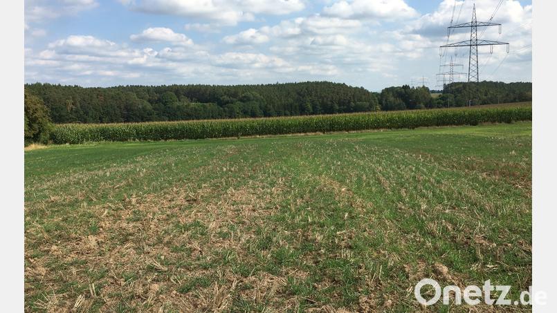 Östlich der Ortschaft Haag soll Mitte 2023 eine weitere Freiflächen-Photovoltaikanlage mit voraussichtlich 8,5 MWp entstehen. Das Projekt war Thema im Gemeinderat. Bild: Albert Geitner/exb