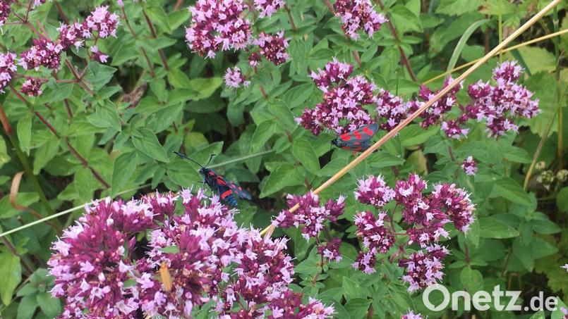 Zwei Blutströpfchen haben sich auf Oreganopflanzen niedergelassen. Bild: oy