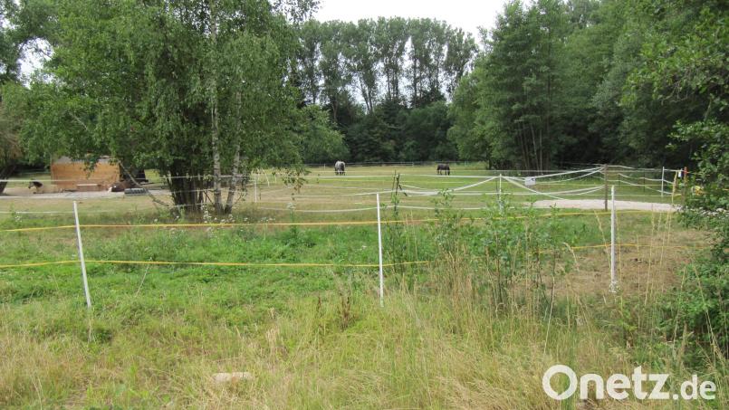Bis 1999 kämpften hier die Fußballer des TuS Hirschau im Gebrüder-Dorfner-Stadion an der Schönbrunner Straße um Punkte, jetzt dient das Gelände vorübergehend auch als Weide. Auf dem Gelände ist als neue Nutzung die Errichtung eines Sozialcampus geplant. Begonnen werden soll mit einem Seniorenheim und einer Kindertagesstätte. Bild: fg