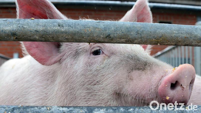 In einem Schweinemastbetrieb in Niederbayern hat es gebrannt: Hunderte Tiere kamen ums Leben. Symbolbild: Daniel Bockwoldt
