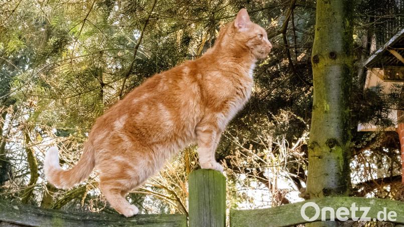 Eine rotgetigerte Katze, ähnlich wie diese, wurde von einem Unbekannten in Flossenbürg zu Tode gefoltert. Symbolbild: Markus Scholz/dpa