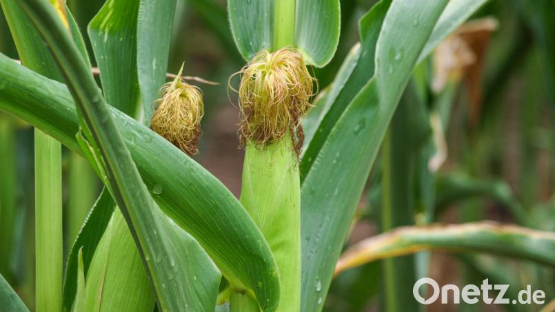 Ein Viertel der Ernte und damit etwa 1000 Euro sind hinüber. Symbolbild: sba