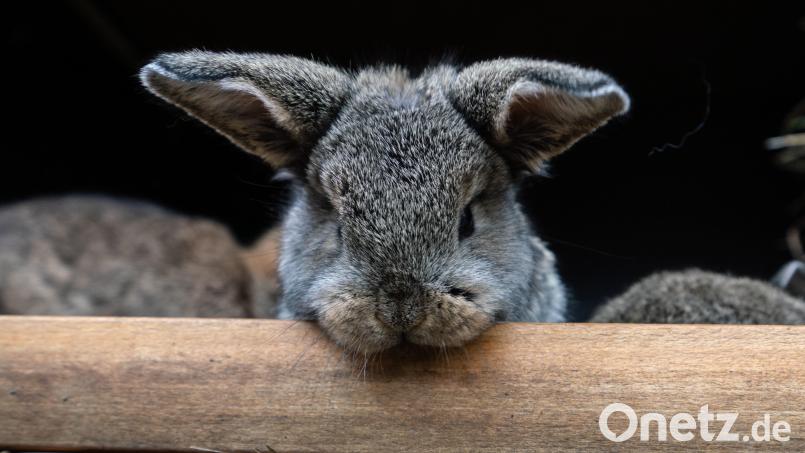 War die Besitzerin wirklich eine Tierquälerin? Symbolbild: Frank Rumpenhorst/dpa