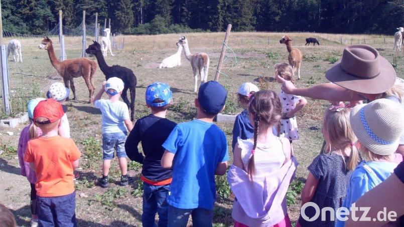 Gespannt schauen die Kinder der Marienkäfergruppe den Alpakas zu. Bild: rpp