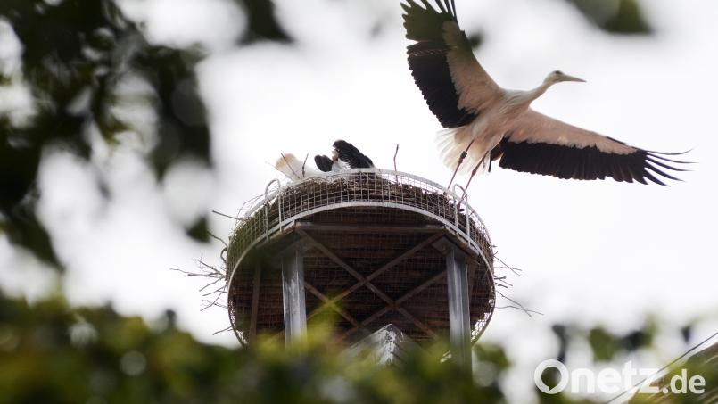 Auch in der Oberpfalz mittlerweile wieder ein oft gesehenes Bild: Ein Storch, hier auf dem Alten Schulhaus in Weiden. Archivbild: Gabi Schönberger