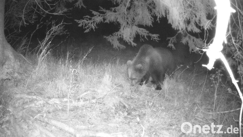 Eine Wildtierkamera hat im Landkreis Garmisch-Partenkirchen einen Braunbären aufgenommen. Bild: dpa/Landratsamt Garmisch-Partenkirchen