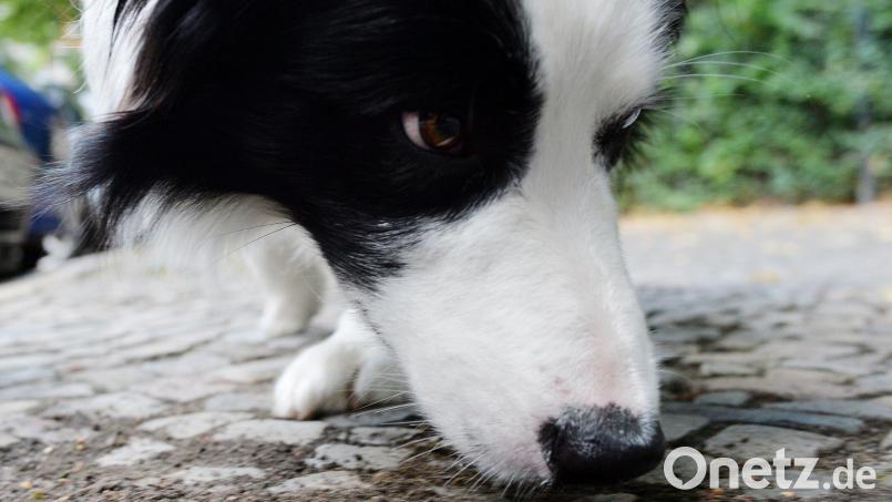 In Unterfranken hat ein Jäger auf einen Hund geschossen und tödlich verletzt. Ob der Hund in dem Gebiet gewildert hat, ist noch unklar. Symbolbild: Maurizio Gambarini