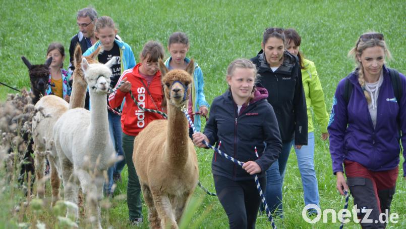 Die fünf plüschigen Alpakahengste standen bei der OWV-Wanderung im vergangenen Jahr im Mittelpunkt. 25 Aktionstage sind auch heuer wieder im Kinderferienprogramm. Mit dabei: „Eine besondere Viecherei bei Reger“ in Böhmischbruck. Archivbild: dob