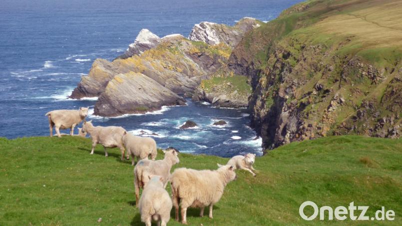 Trotz Wind und rauem Klima fühlen sich die kleinen, zähen Shetland-Schafe wohl. Bild:  Dörte Nohrden/dpa
