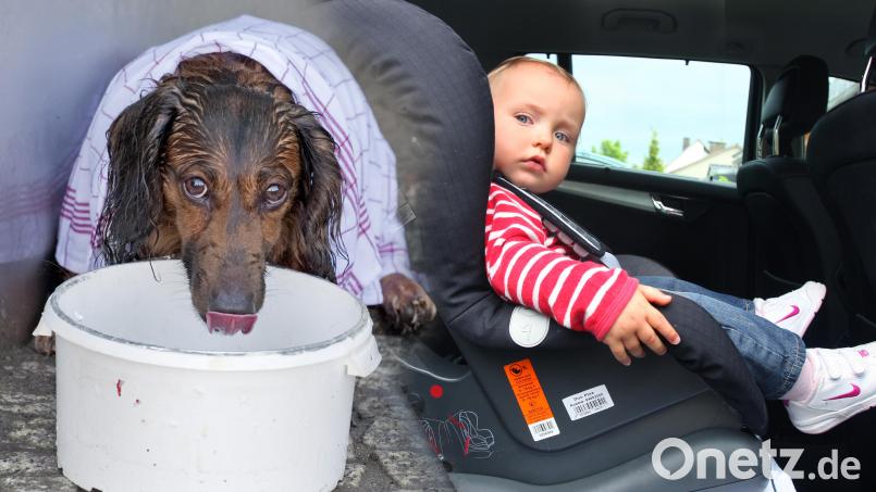 Der zehnjährige Langhaardackel &quot;Ajax&quot; wurde gerade noch vor dem Hitzekollaps aus einem Auto gerettet. Und auch Kleinkindern macht die Hitze im Auto besonders stark zu schaffen. Bildmontage: Gold/Robert Schlesinger/Frank May/dpa