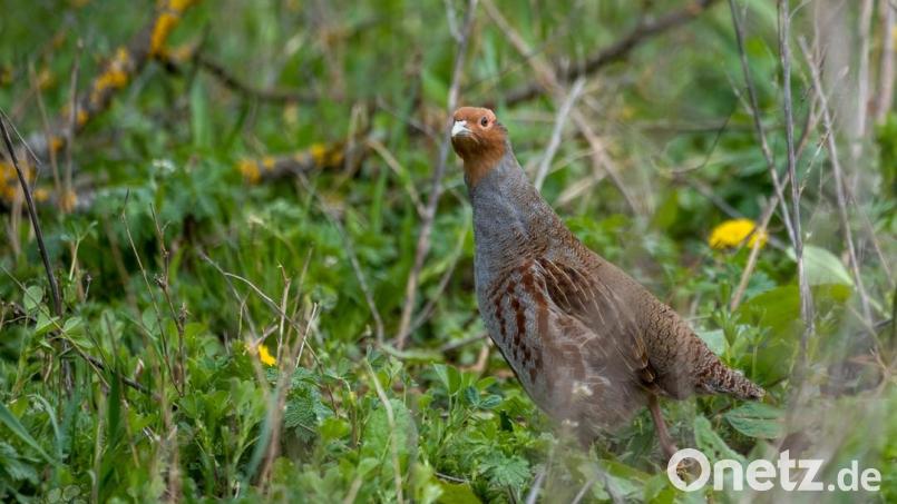 Strukturreiche Flächen werden vom Rebhuhn als Lebensraum bevorzugt. Bild: Balduin Schönberger/exb