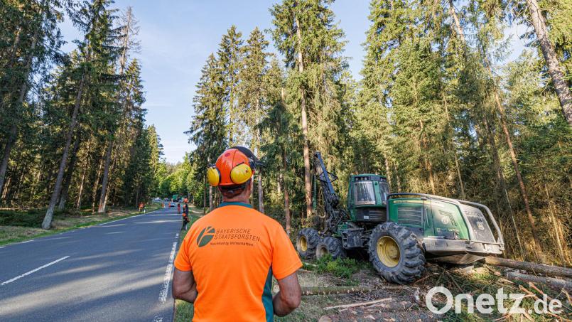 Manfred Schwanitz, Forstwirtschaftsmeister beim Forstbetrieb Fichtelberg, überwacht die Holzfällung im Rahmen der Moorrenaturierung entlang der Straße zwischen Neubau und der B 303. Bild: Martin Hertel/exb