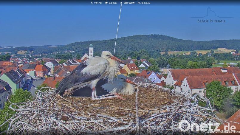 Diese beiden Pfreimder Jungstörche machen es sich phasenweise noch gemütlich im Nest und halten sich mit Rundflügen zur Futtersuche zurück. Die Gefahr, dass sie wegen der anhaltenden Trockenheit nichts mehr zu fressen finden, sieht Storchenbetreuer Arnold Kimmerl aber nicht. Bild: Webcam Stadt Pfreimd