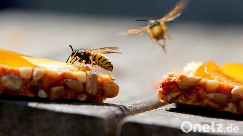 Süße Speisen, etwa ein Marmeladenbrot, sind für Wespen besonders anziehend. Bild: Karl-Josef Hildenbrand/dpa