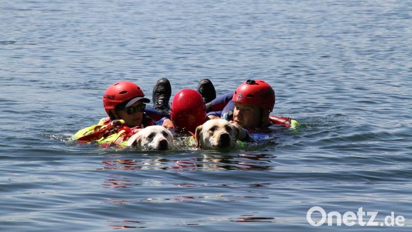 Teams der Kreiswasserwacht Augsburg-Stadt zeigen im Schwandorfer Klausensee, was Silvia Seitz und Nora noch lernen müssen: eine Rettung Ertrinkender. In der Zusammenarbeit zwischen Mensch und Hund schleppt das Tier die Personen ab. Bild: Silvia Seitz/exb