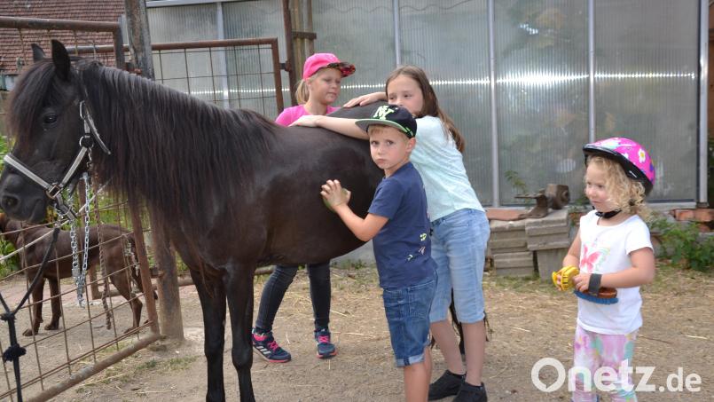 Die Kinder lernen viel über den Umgang mit den Tieren, ob beim Putzen, Reiten oder Führen der Pferde. Bild: gi