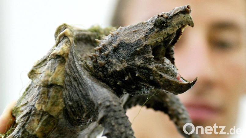 In Aschau ist im Naturbad eine Schnappschildkröte unterwegs. Bild: Roland Weihrauch/dpa