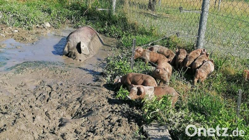 Während die Kleinen die Umgebung erkunden, nimmt Mama Nala ein Schlammbad Bild: jsa