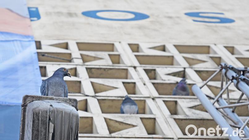 Die Josefshaus-Fassade ist ihr Zuhause. Wie lange noch? Noch bevor der Umbau des Josefshauses beginnt, sollen die Tauben umgesiedelt werden. Bild: Gabi Schönberger