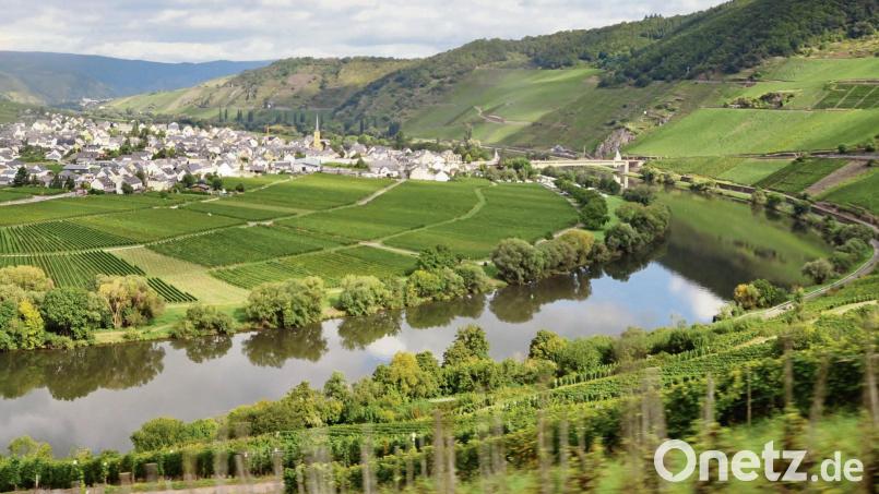 Die malerische Mosel: Blick über den Fluss auf Trittenheim. Bild: Mona Contzen/dpa