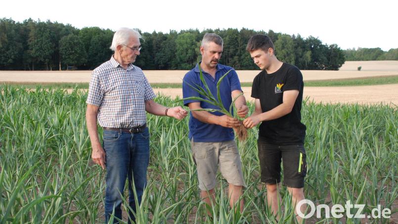 Anton, Matthias und Florian Schiml (von links) vor zwei Wochen auf ihrem Maisacker: Die Pflanzen haben ihre Blätter zusammengerollt und ihr Wachstum eingestellt. Bild: cvl