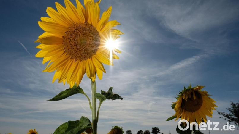Sonnenblumen auf einem Feld. Bild: Sebastian Willnow/dpa/Symbolbild